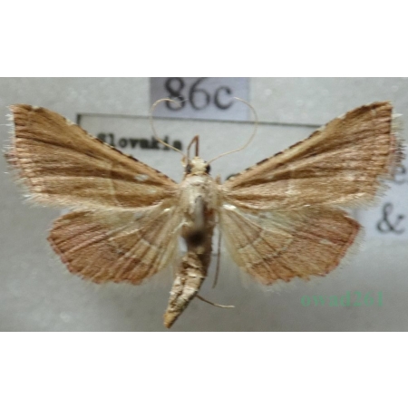 Endotricha flammealis (Denis & Schiffermüller, 1775) Slovakia86c
